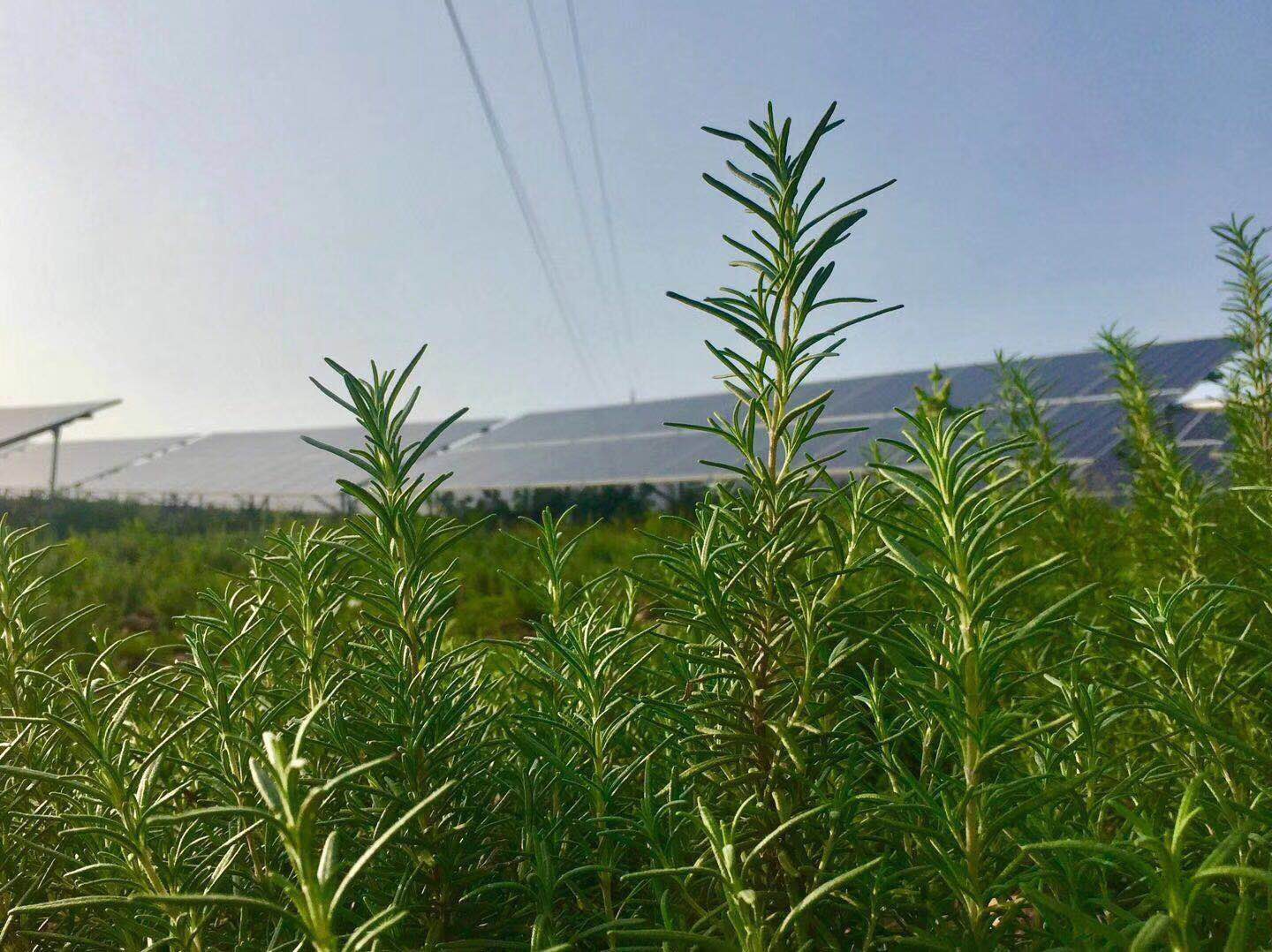 新能源发电_3 新能源发电_3